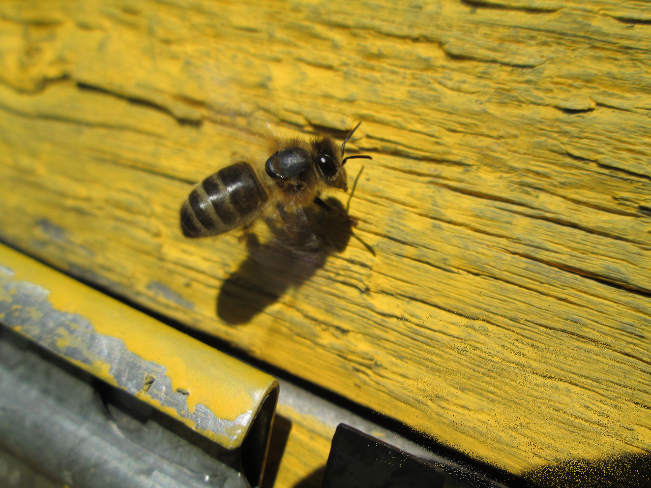 Среднерусская порода пчел. Среднерусская пчела. Среднерусская Лесная темная пчела. Черная пчела европейская Среднерусская.