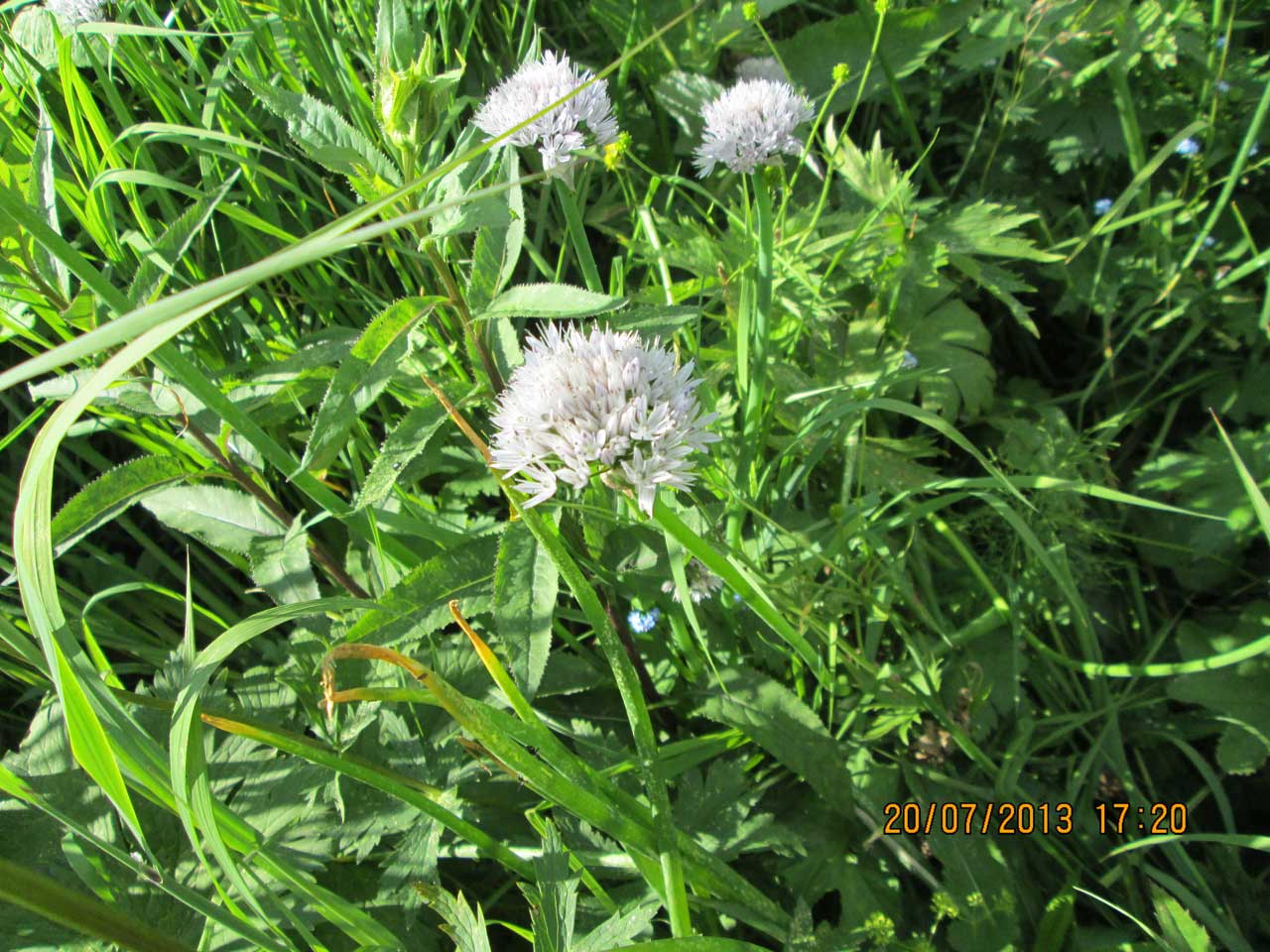 ��� ��������.