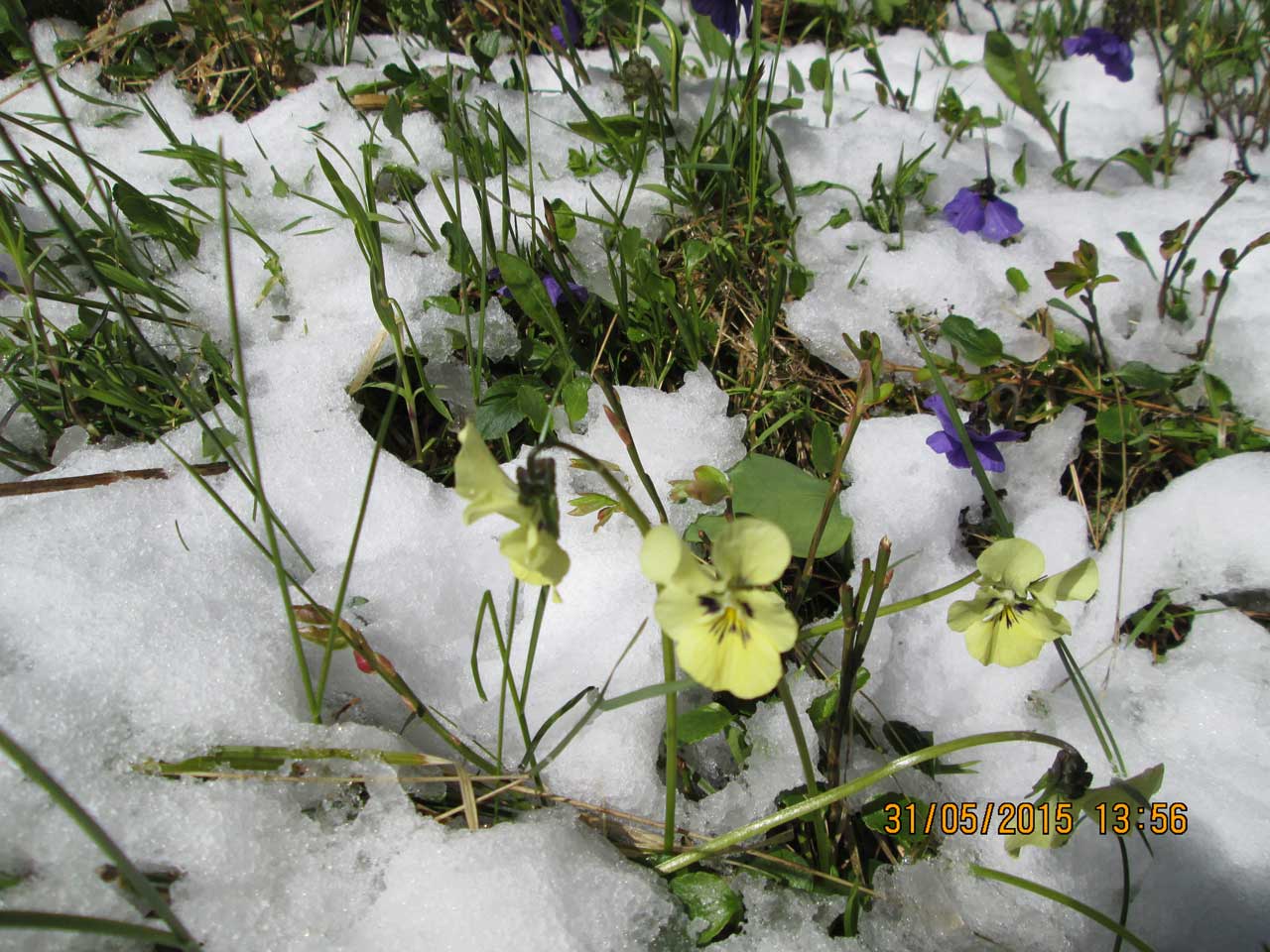 ������ ���������.